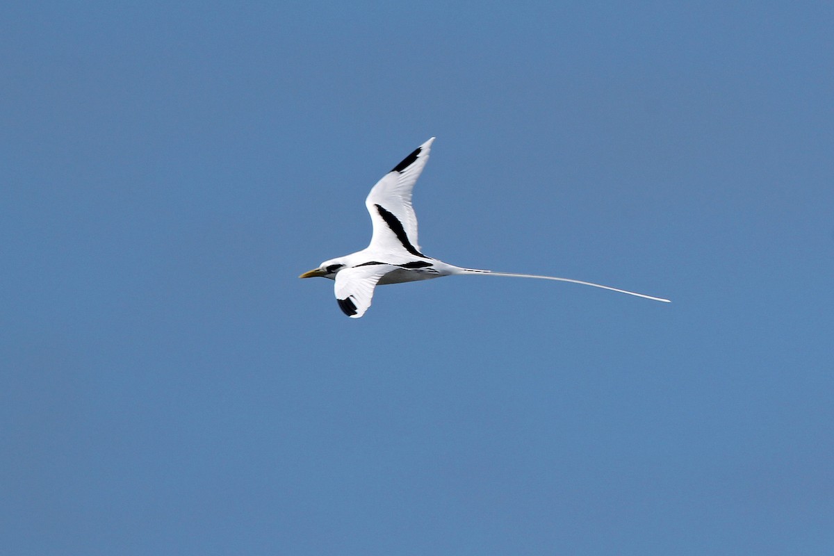 White-tailed Tropicbird - ML597313601