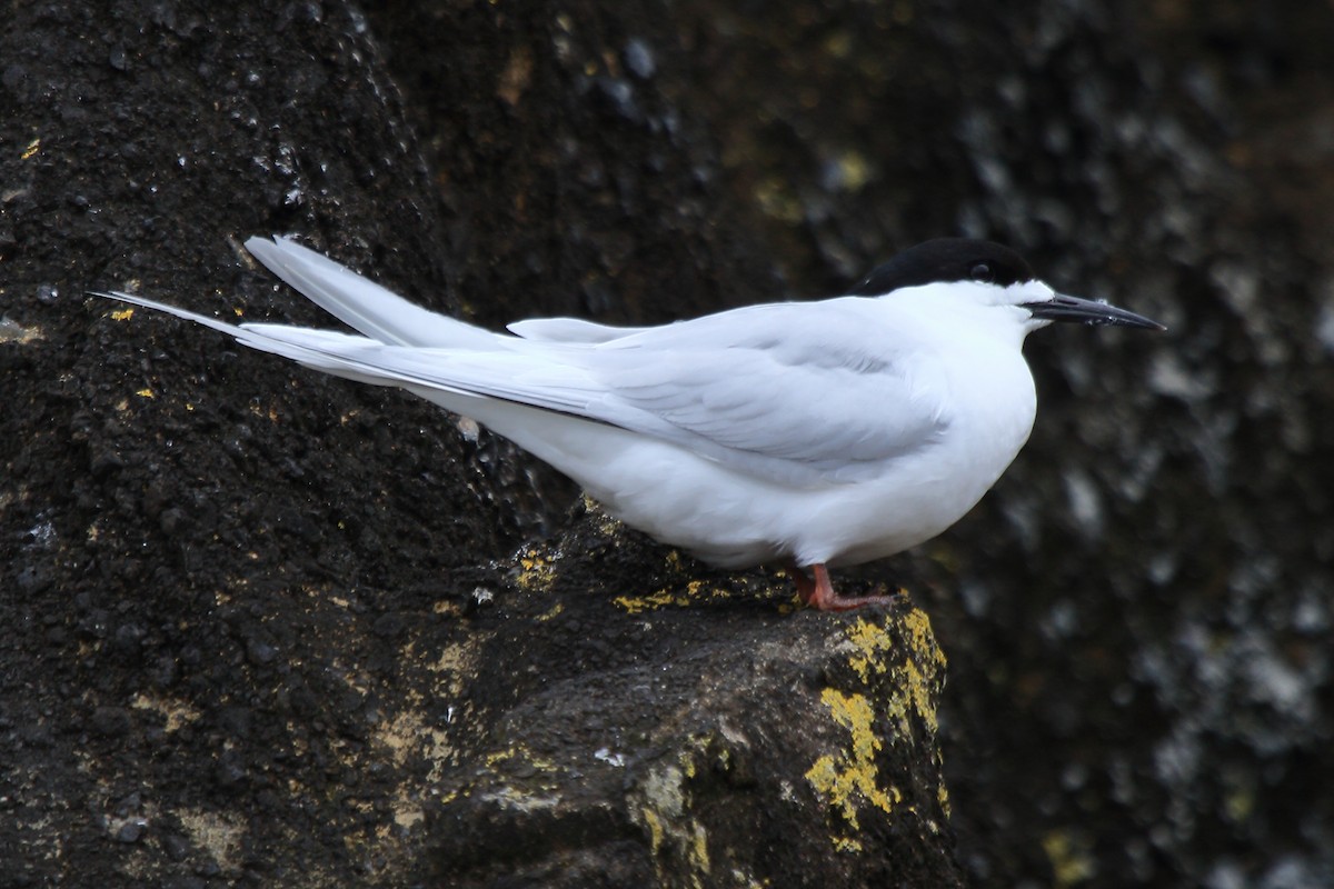 White-fronted Tern - ML597315511