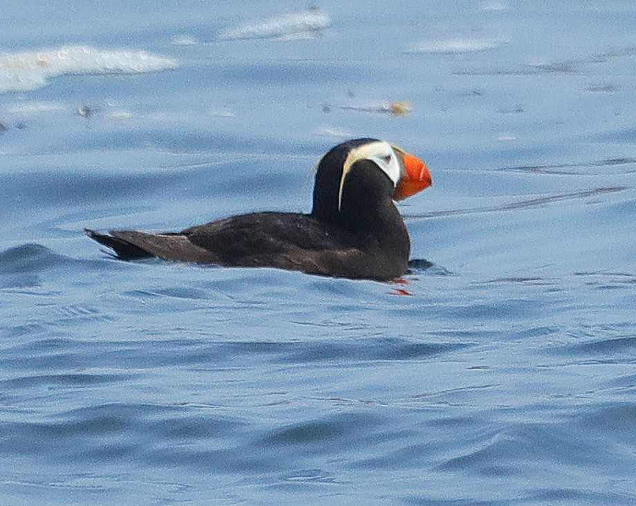 Tufted Puffin - ML597317011