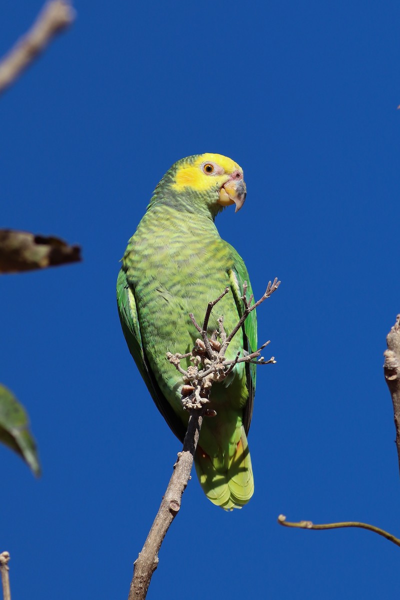 Yellow-faced Parrot - Luiz Alberto dos Santos