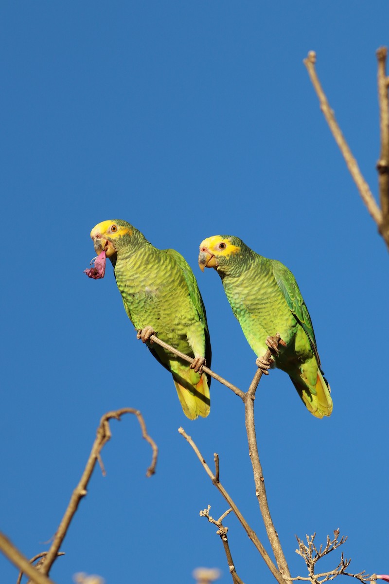 Yellow-faced Parrot - ML597317031