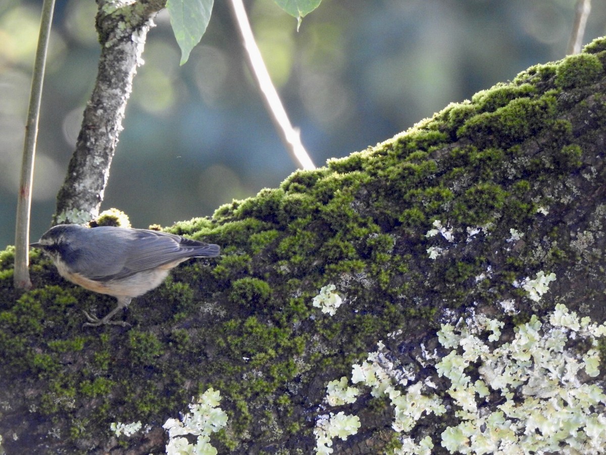 Red-breasted Nuthatch - ML597317351