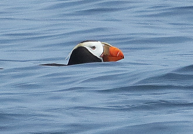 Tufted Puffin - ML597317451