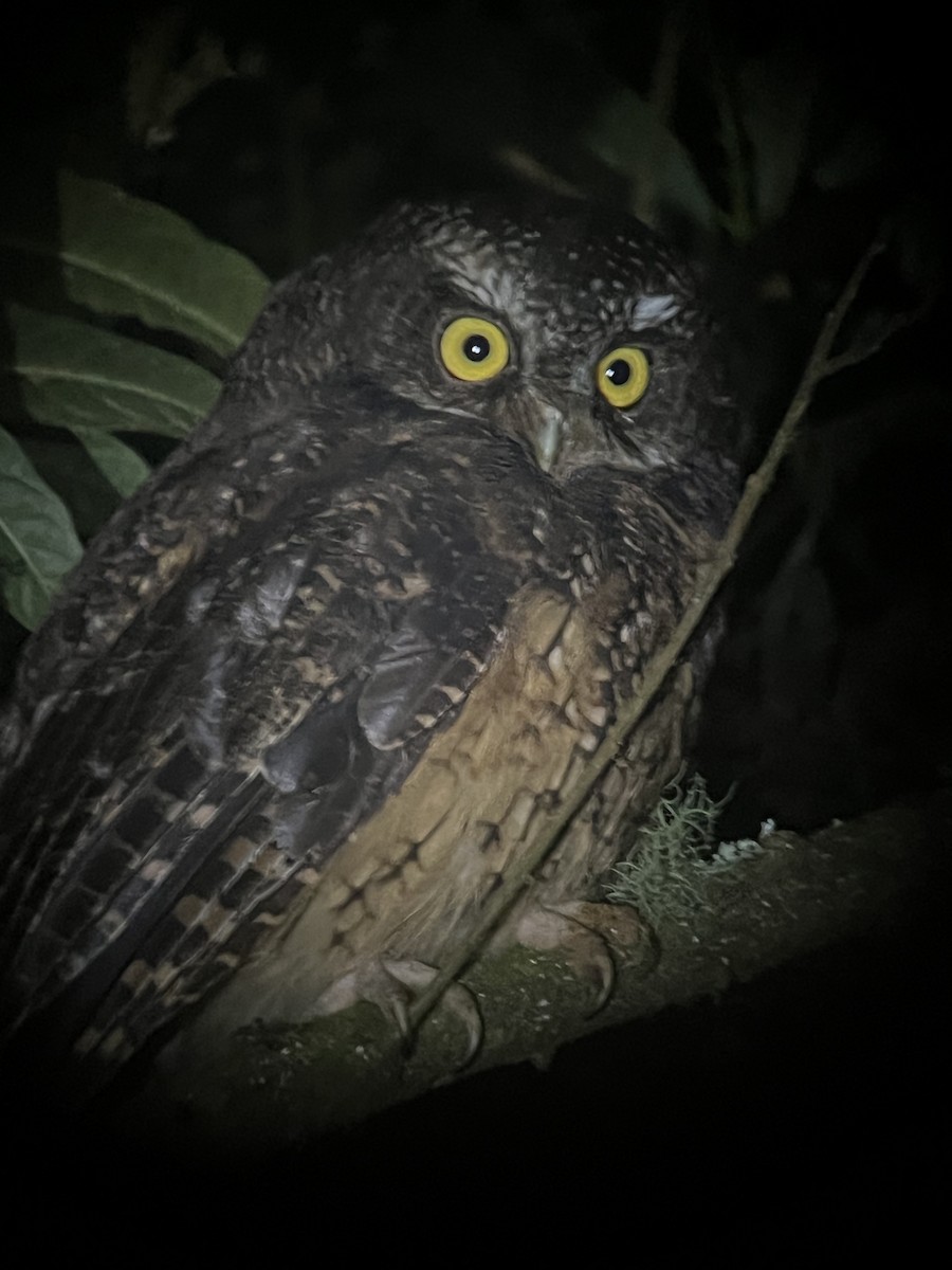 White-throated Screech-Owl - ML597318231