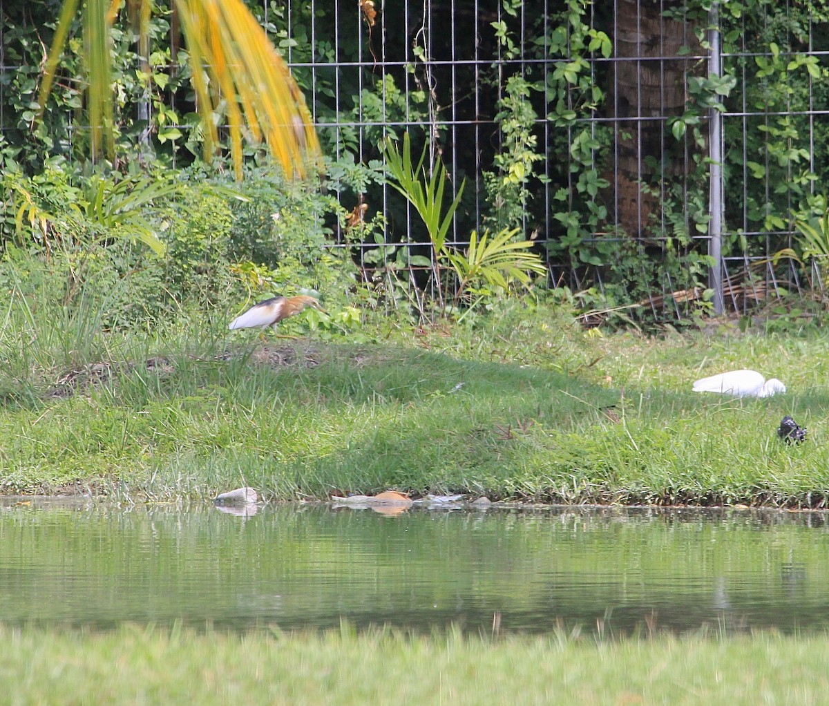 Javan Pond-Heron - ML59732021