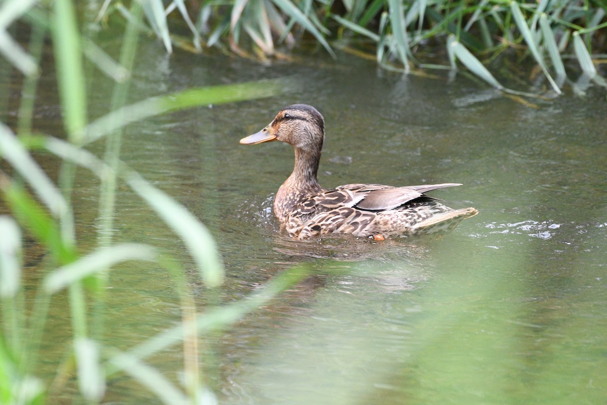 Ebird Checklist Jul Thomas P Bentley Nature Preserve Species