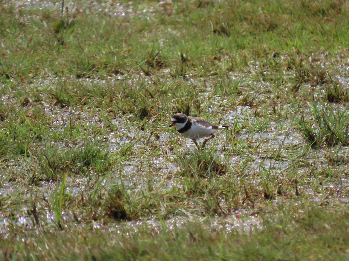 Semipalmated Plover - ML597321351