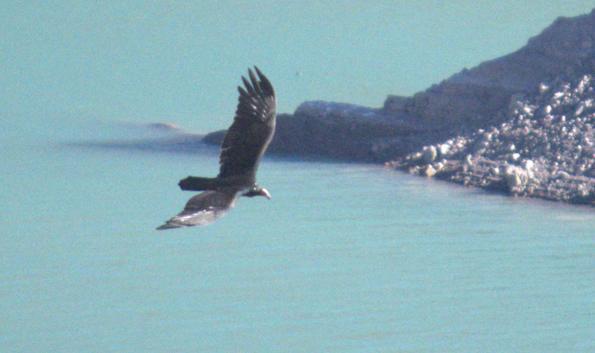 Turkey Vulture - ML597326161