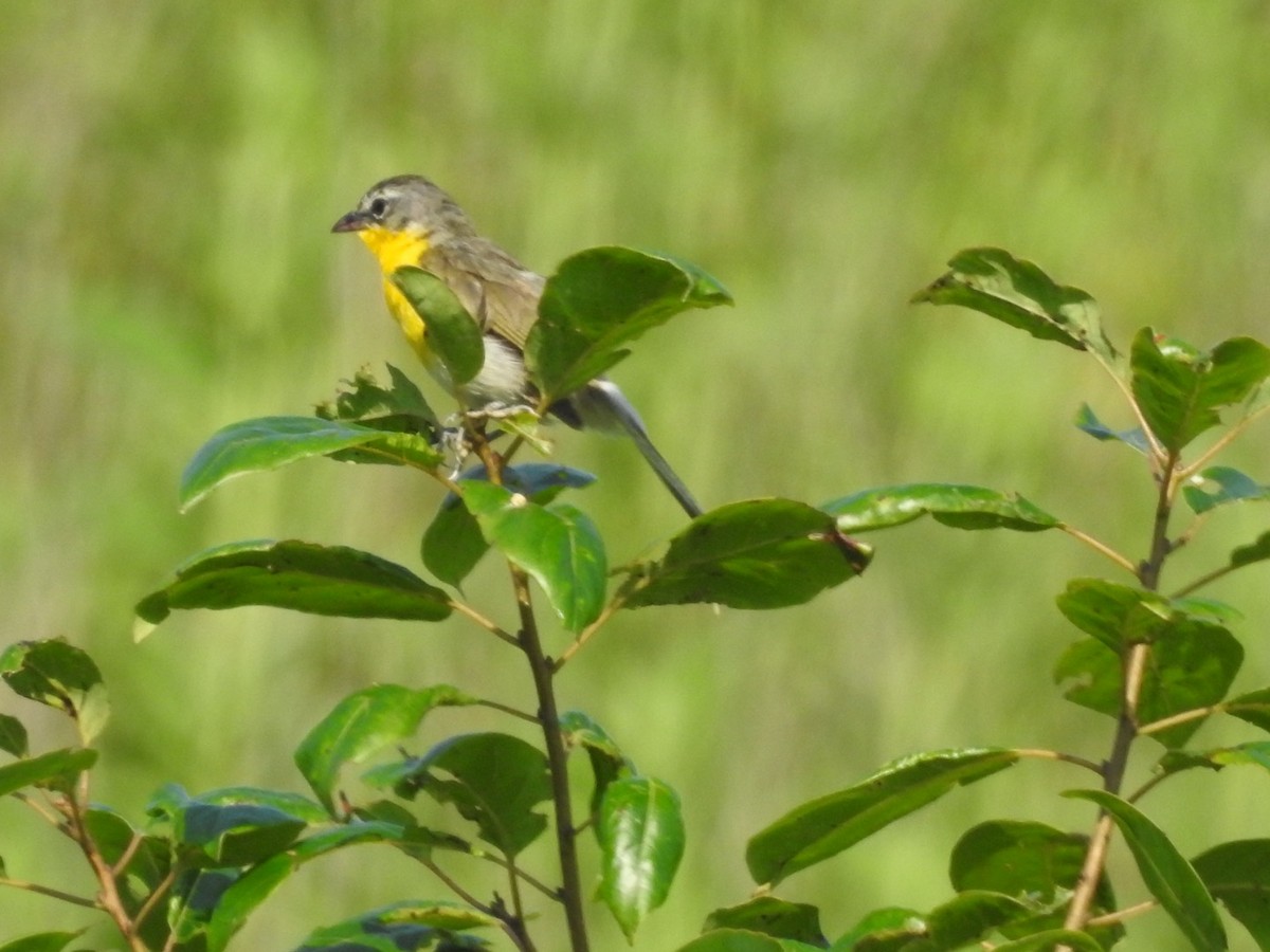 Yellow-breasted Chat - ML597330511