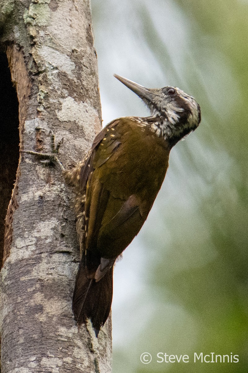 Golden-crowned Woodpecker - ML597331611