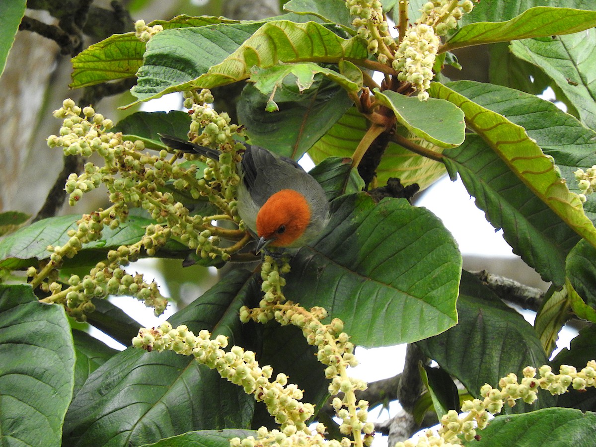 Fulvous-headed Tanager - ML597332791