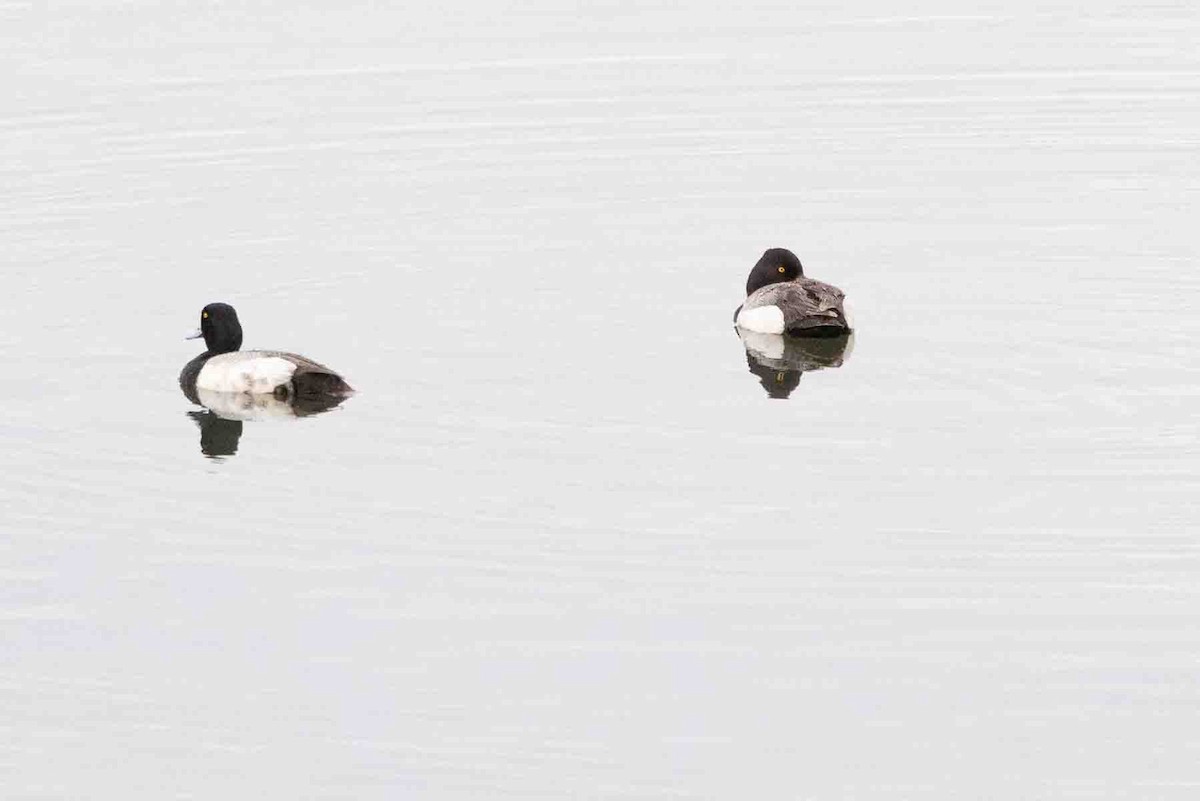 Greater Scaup - ML597336851