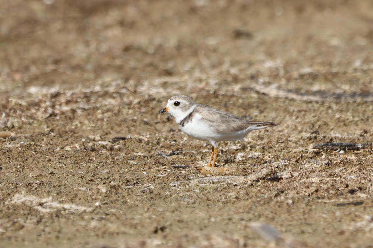 Piping Plover - ML597337671