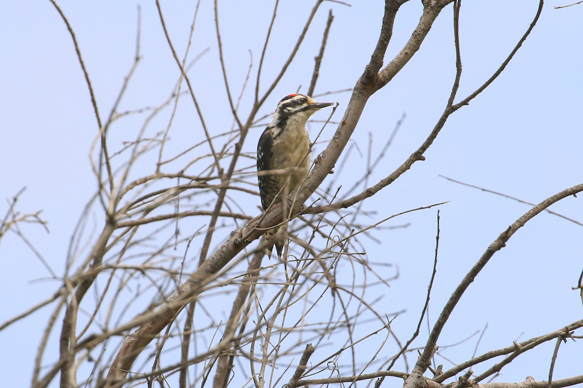 Nuttall's Woodpecker - ML597338551