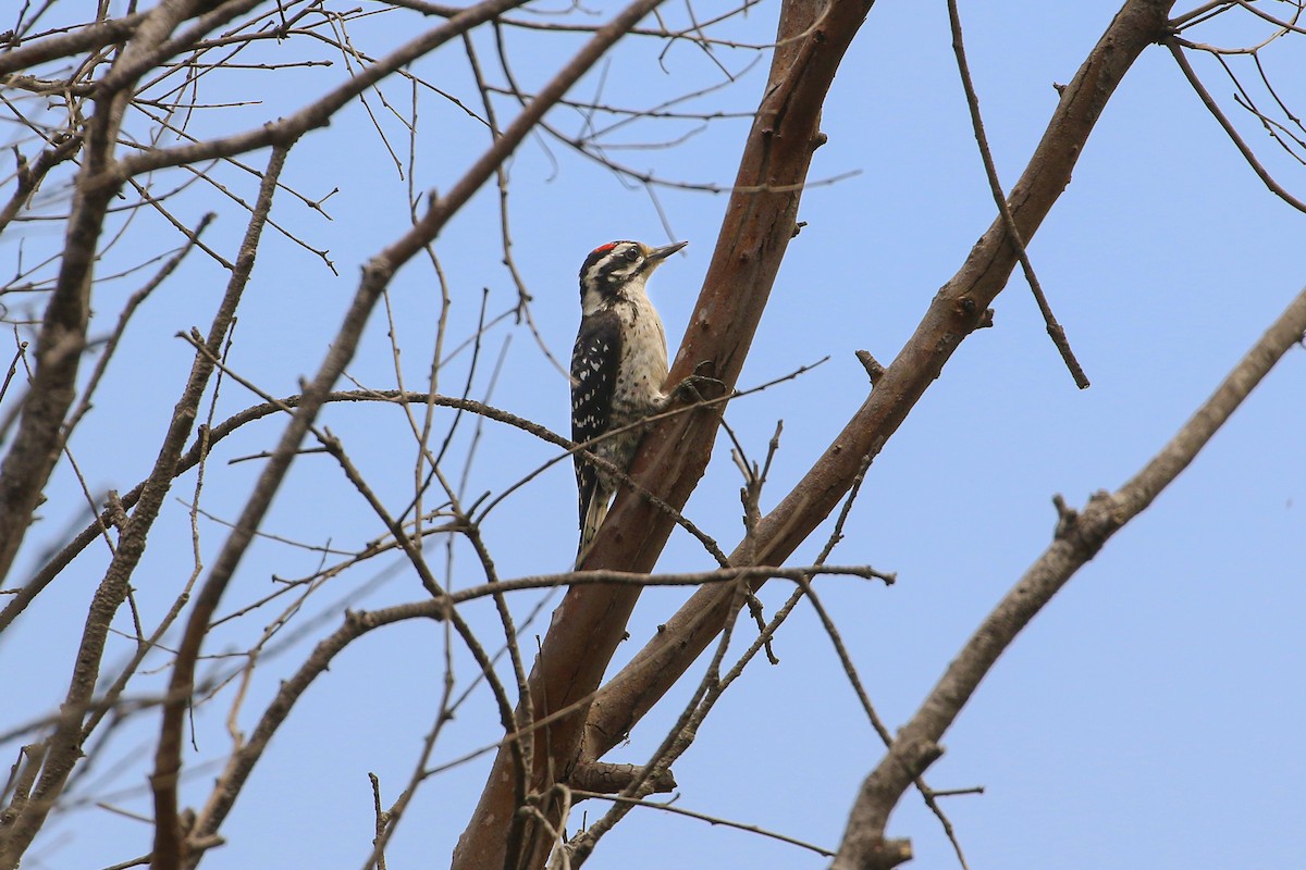 Nuttall's Woodpecker - ML597338561