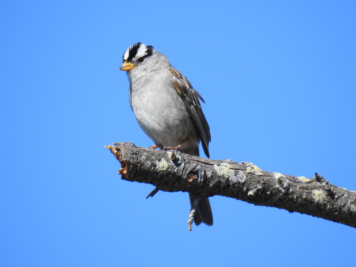 White-crowned Sparrow - Jody  Wells