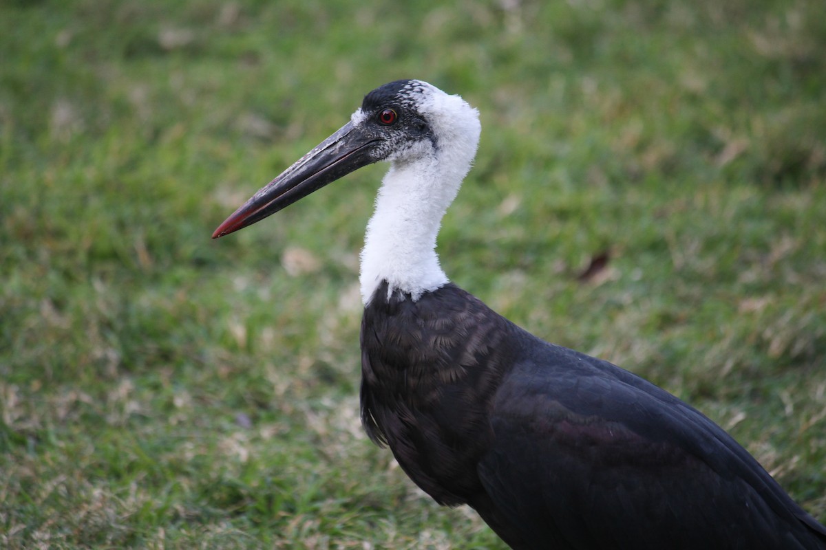 African Woolly-necked Stork - ML597340491