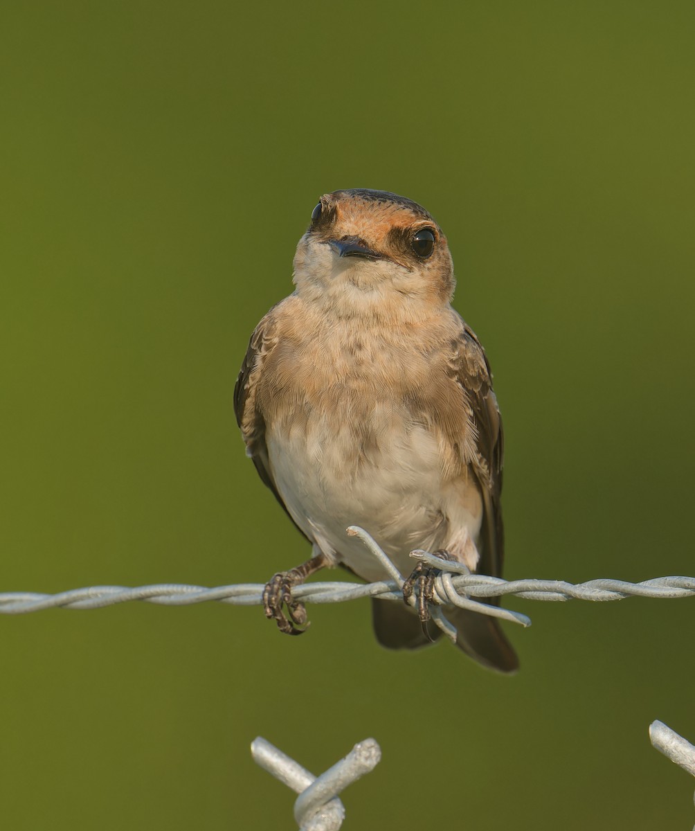 Cave Swallow - ML597343211
