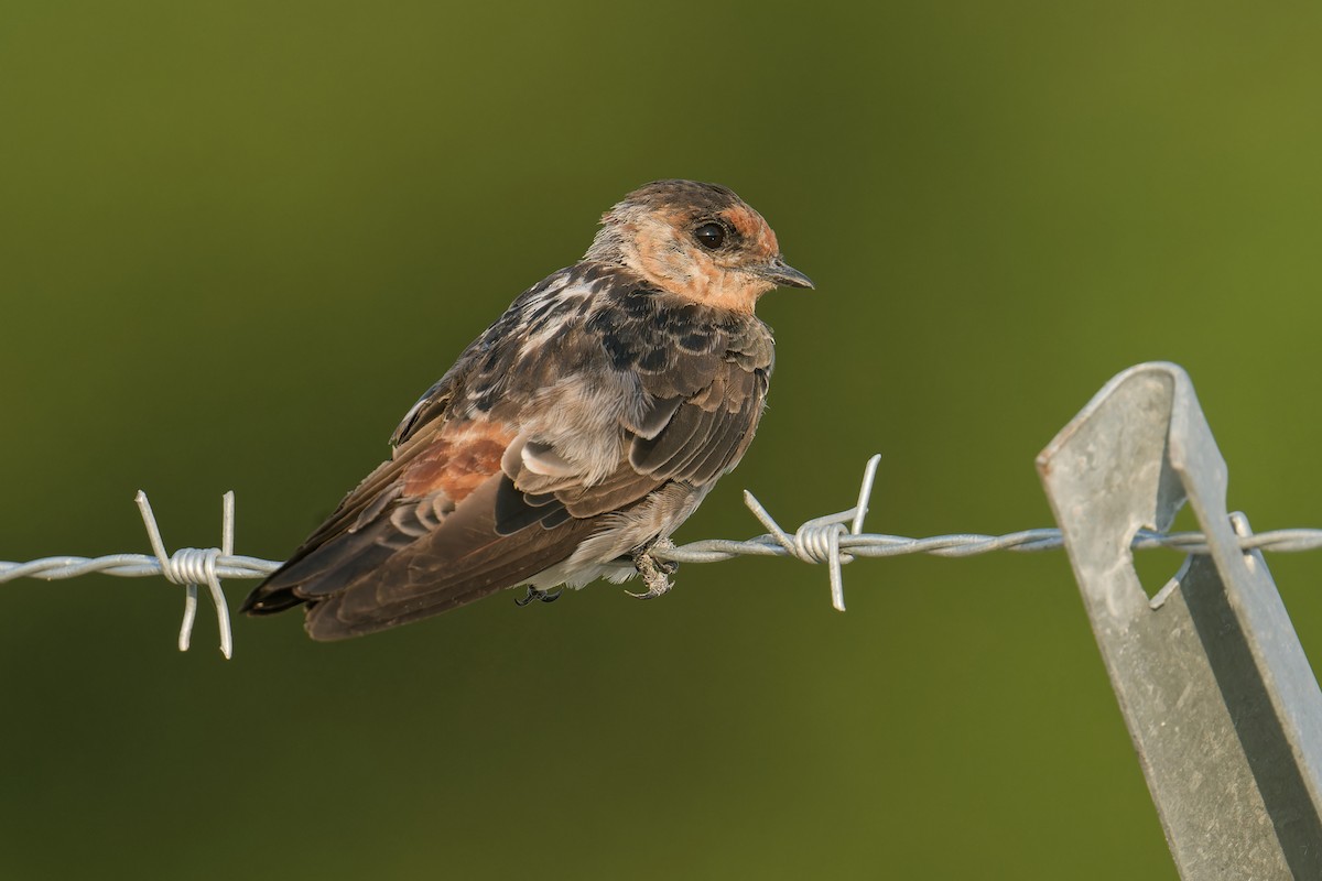 Cave Swallow - ML597343241