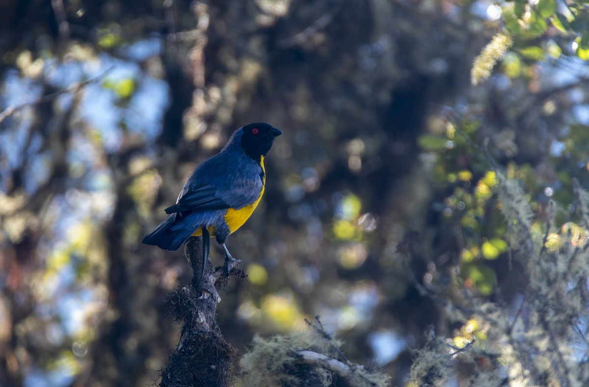 Hooded Mountain Tanager - ML597344251