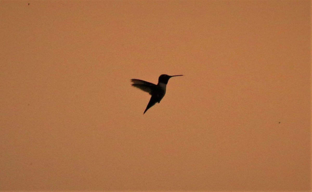 Black-chinned Hummingbird - ML597345981