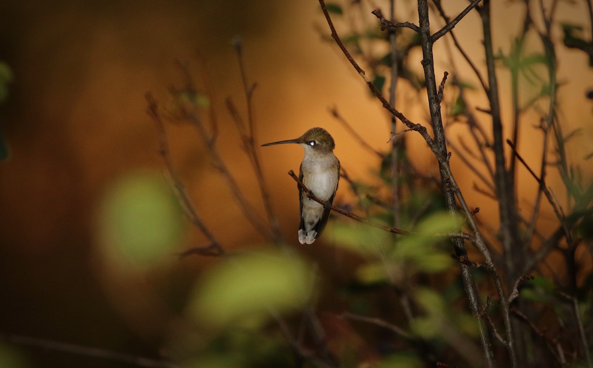 Black-chinned Hummingbird - ML597346001