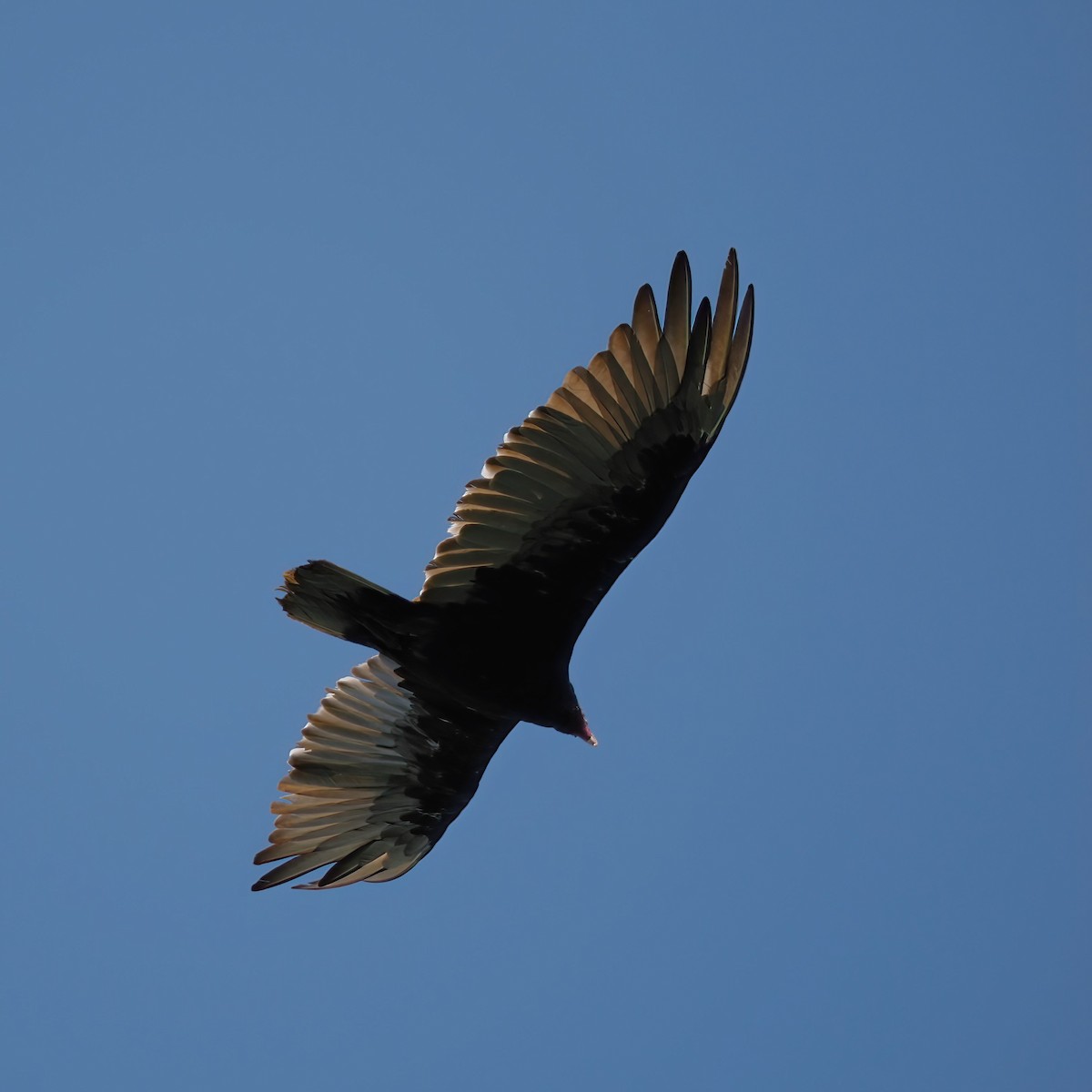 Turkey Vulture - ML597346561