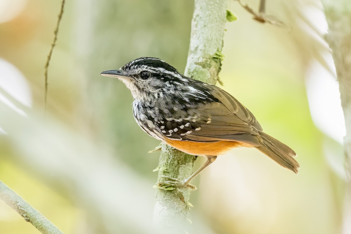Rondonia Warbling-Antbird - ML597346751