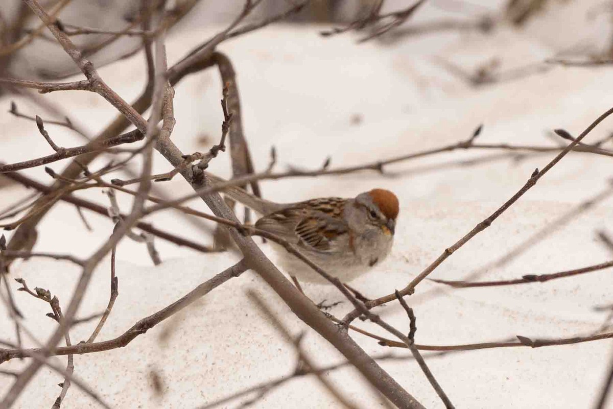 American Tree Sparrow - ML597346821