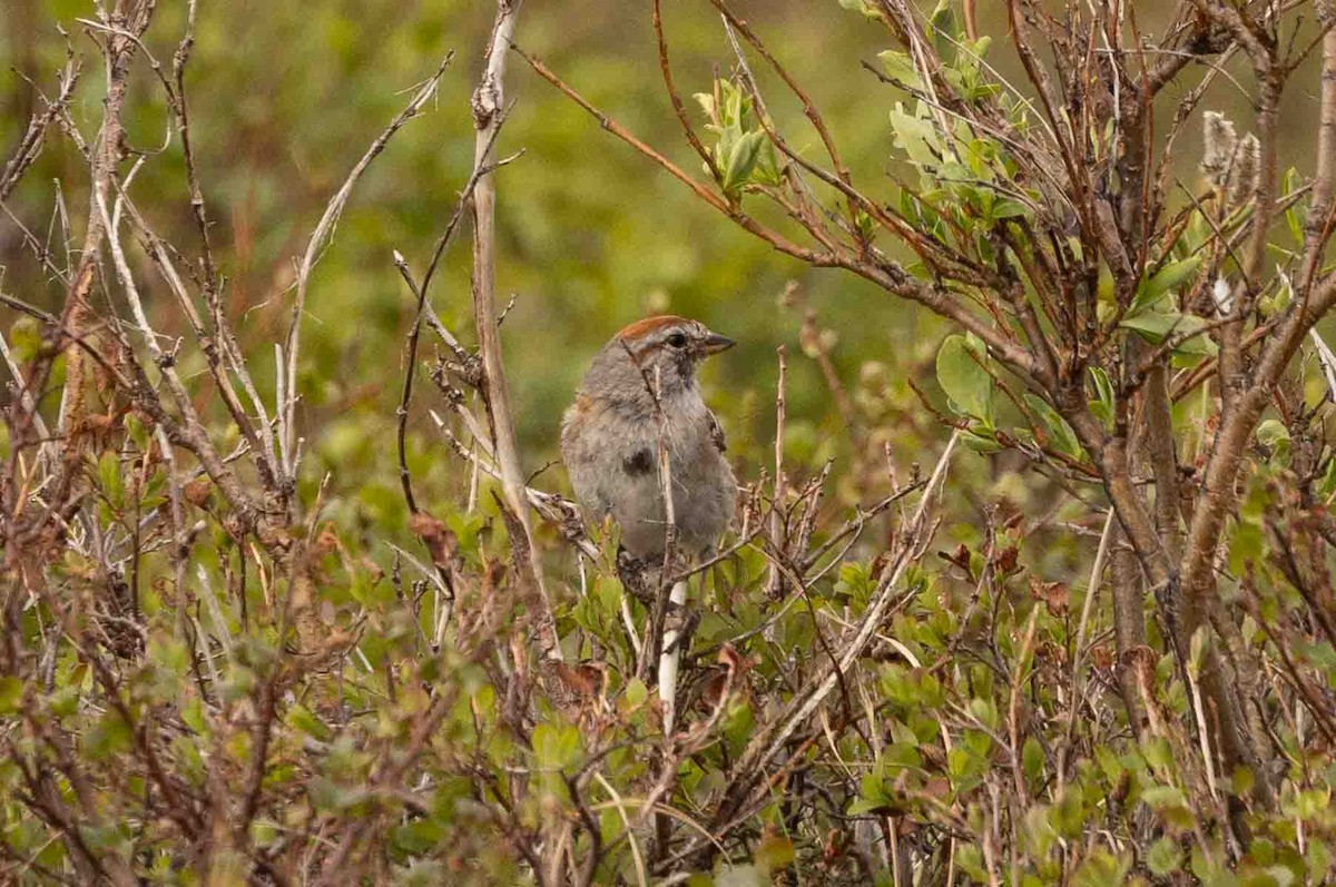 American Tree Sparrow - ML597346831