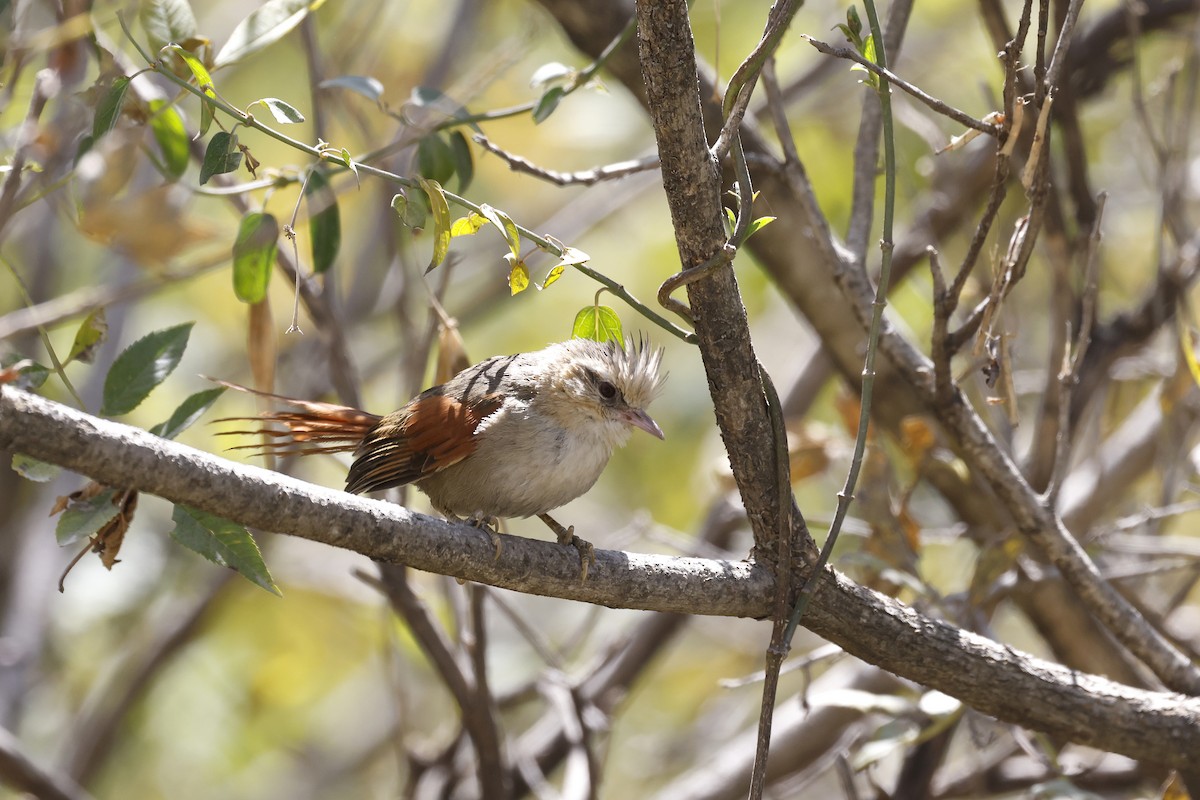 Creamy-crested Spinetail - ML597348281