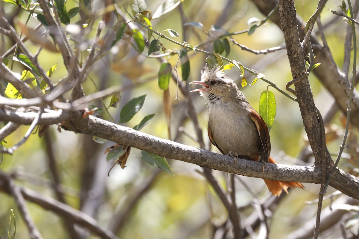 Creamy-crested Spinetail - ML597348291