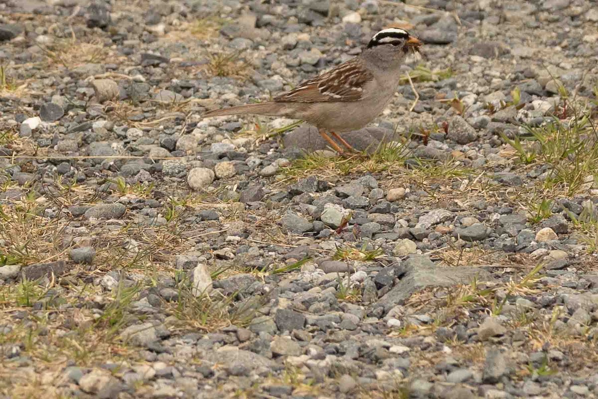 White-crowned Sparrow (Gambel's) - ML597348801