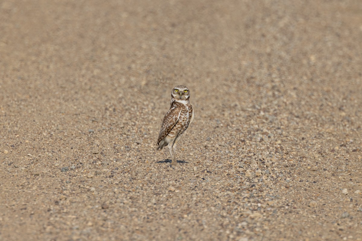 Burrowing Owl - ML597359401
