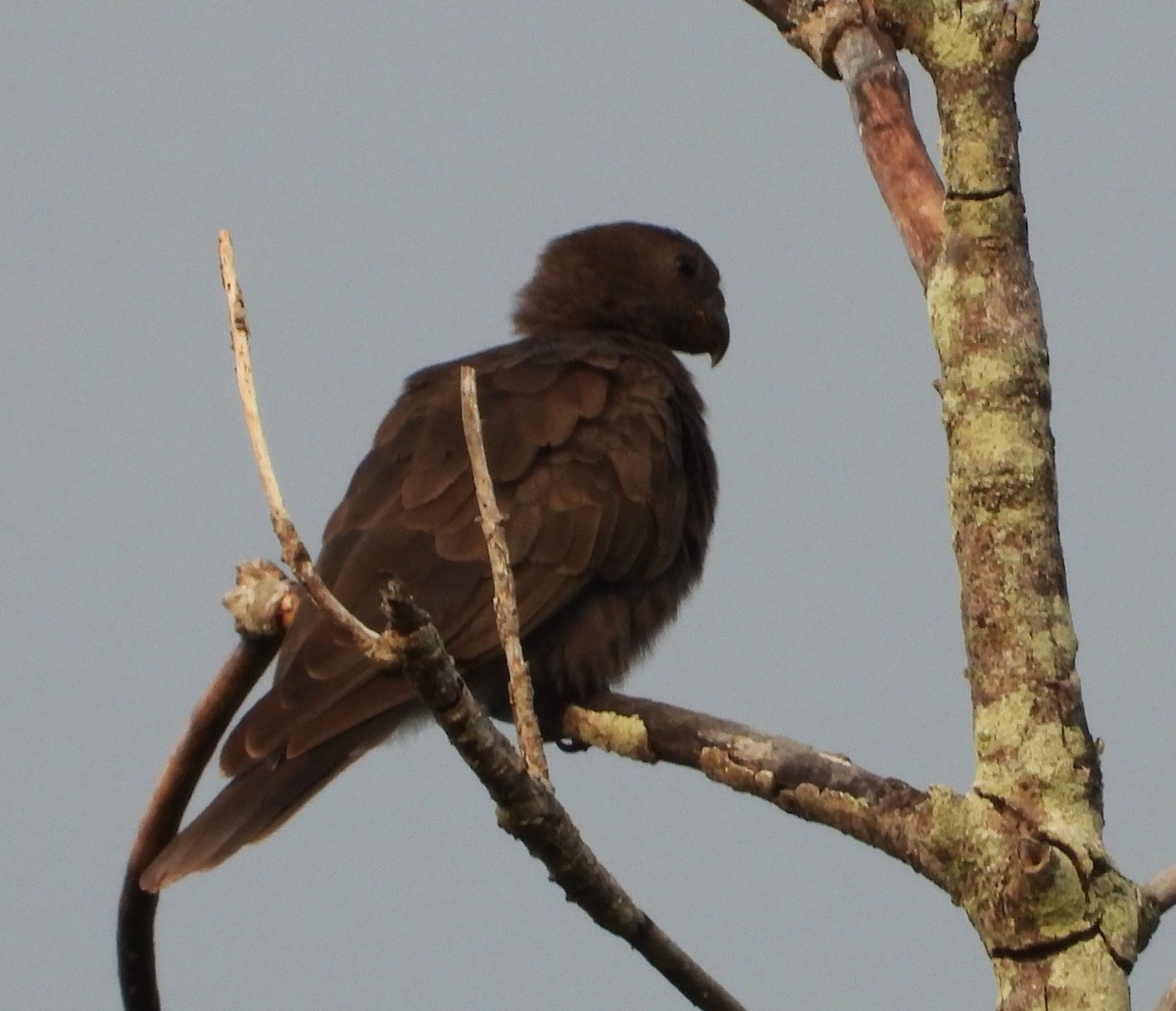Seychelles Parrot - ML597362411