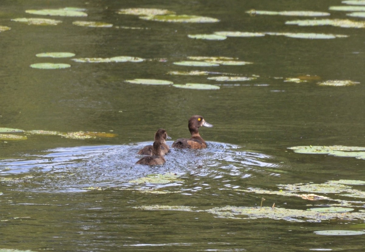 Tufted Duck - ML597367801