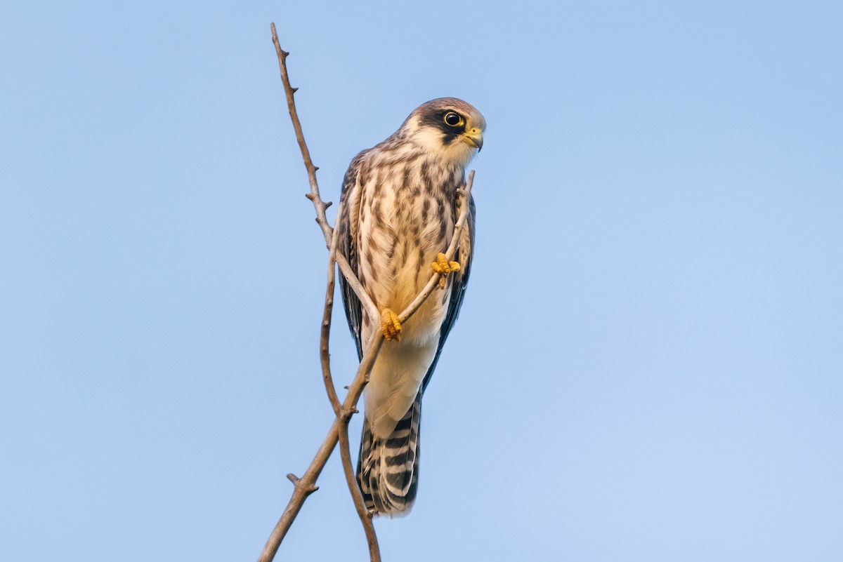 Red-footed Falcon - Zoran T.