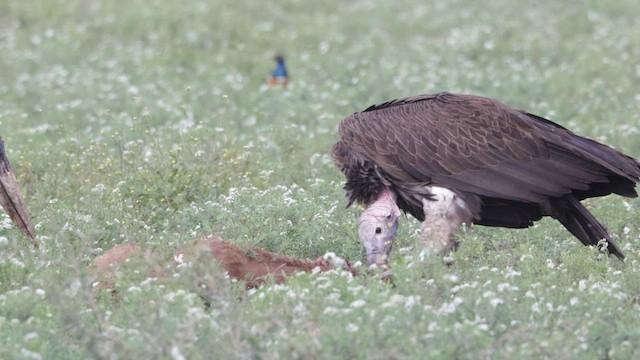 Lappet-faced Vulture - ML597369851