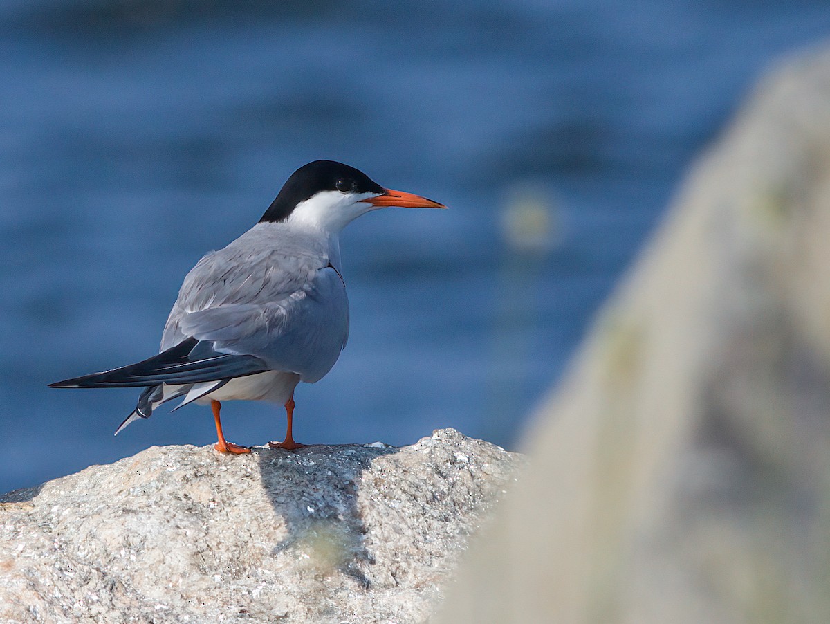 Common Tern - John Gluth
