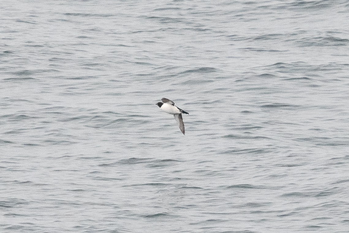 Thick-billed Murre - ML597376881