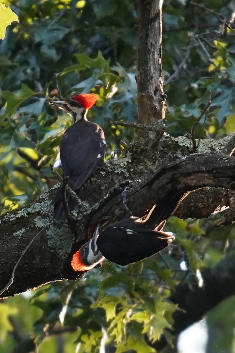 Pileated Woodpecker - ML597377971