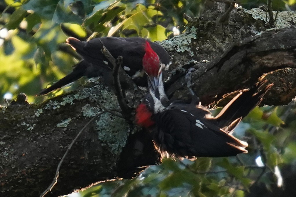 Pileated Woodpecker - ML597377981