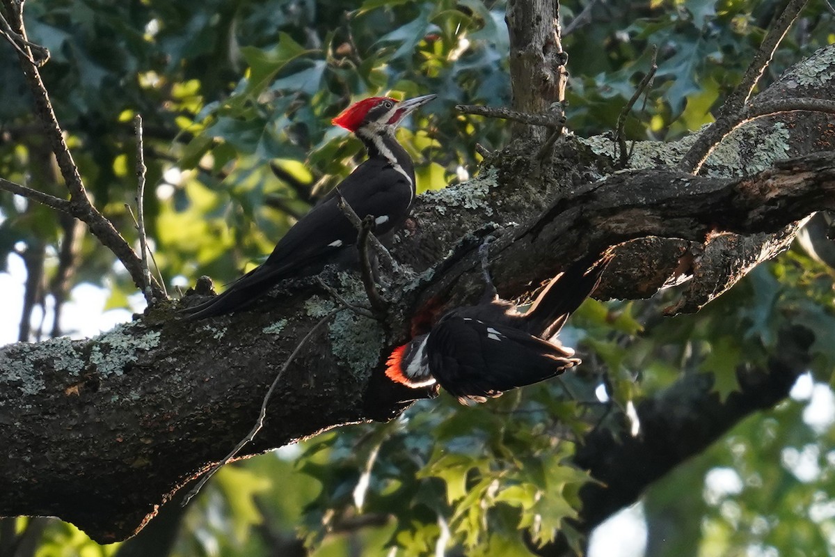 Pileated Woodpecker - Bob Yankou