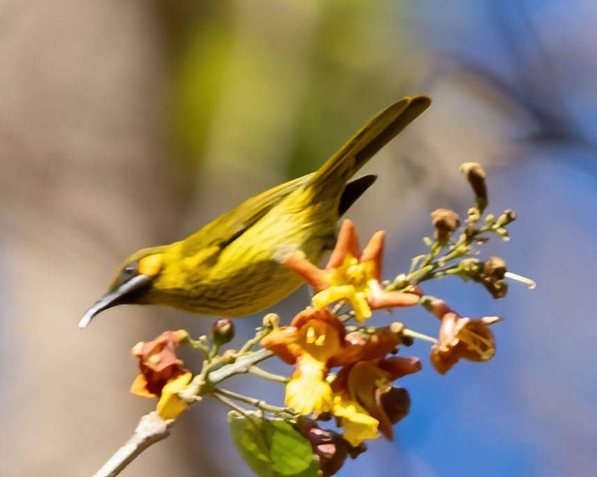 Yellow-eared Honeyeater - José Teixeira