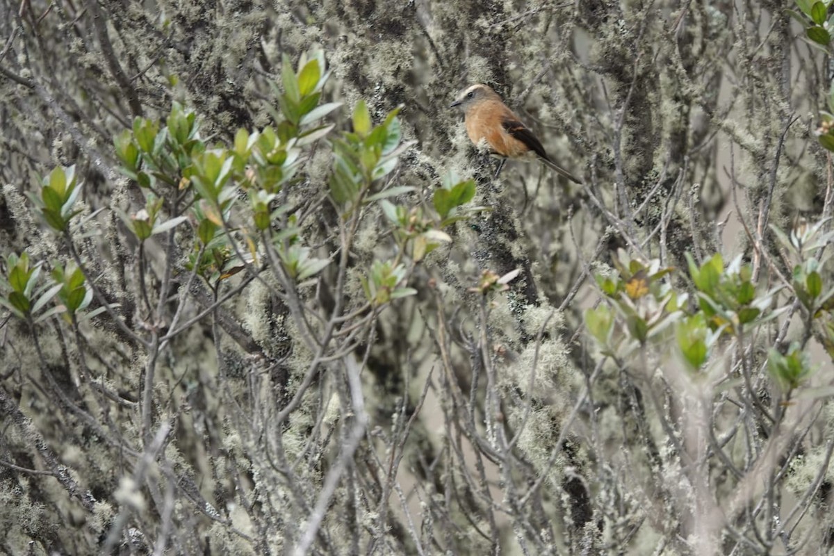 Brown-backed Chat-Tyrant - Jorge Parra
