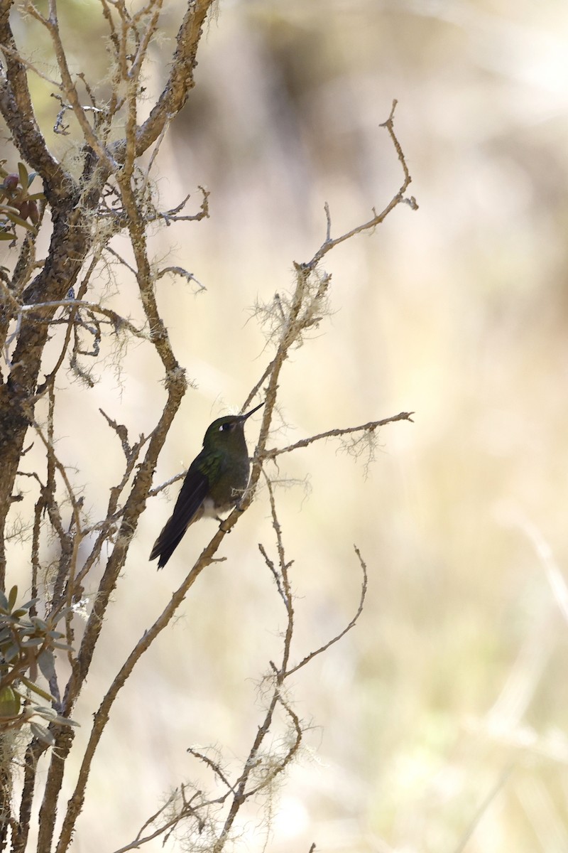 Fire-throated Metaltail - ML597387901