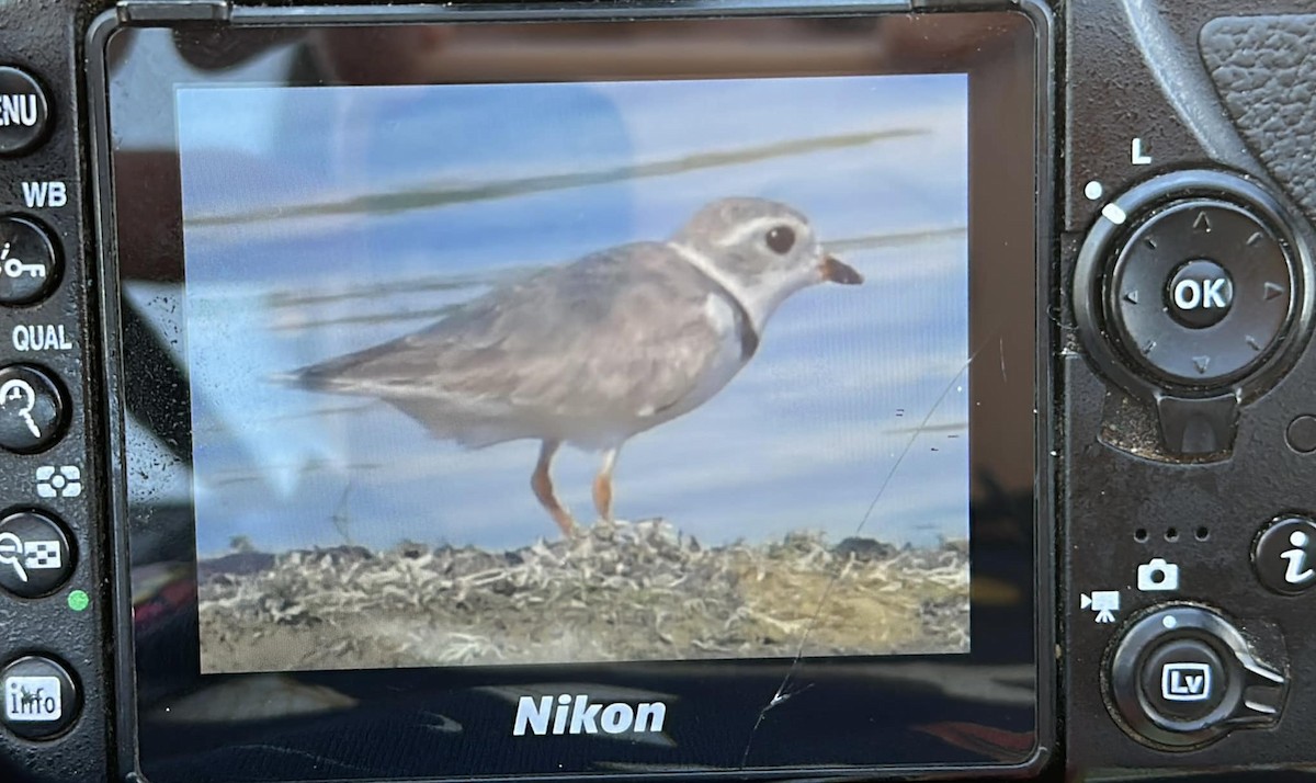 Piping Plover - ML597389231