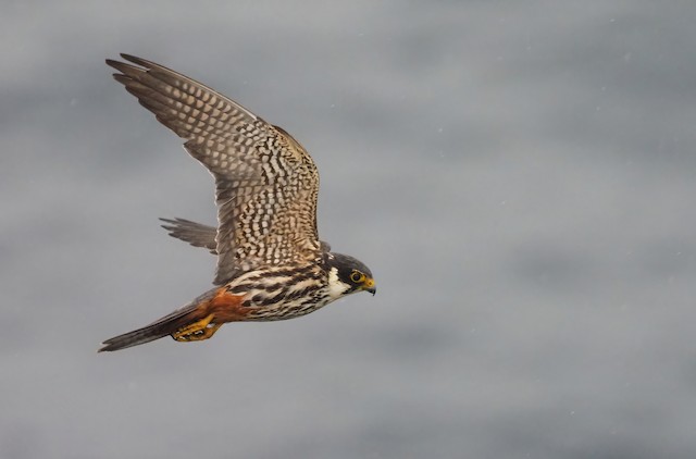 Definitive basic underwing coverts. - Eurasian Hobby - 