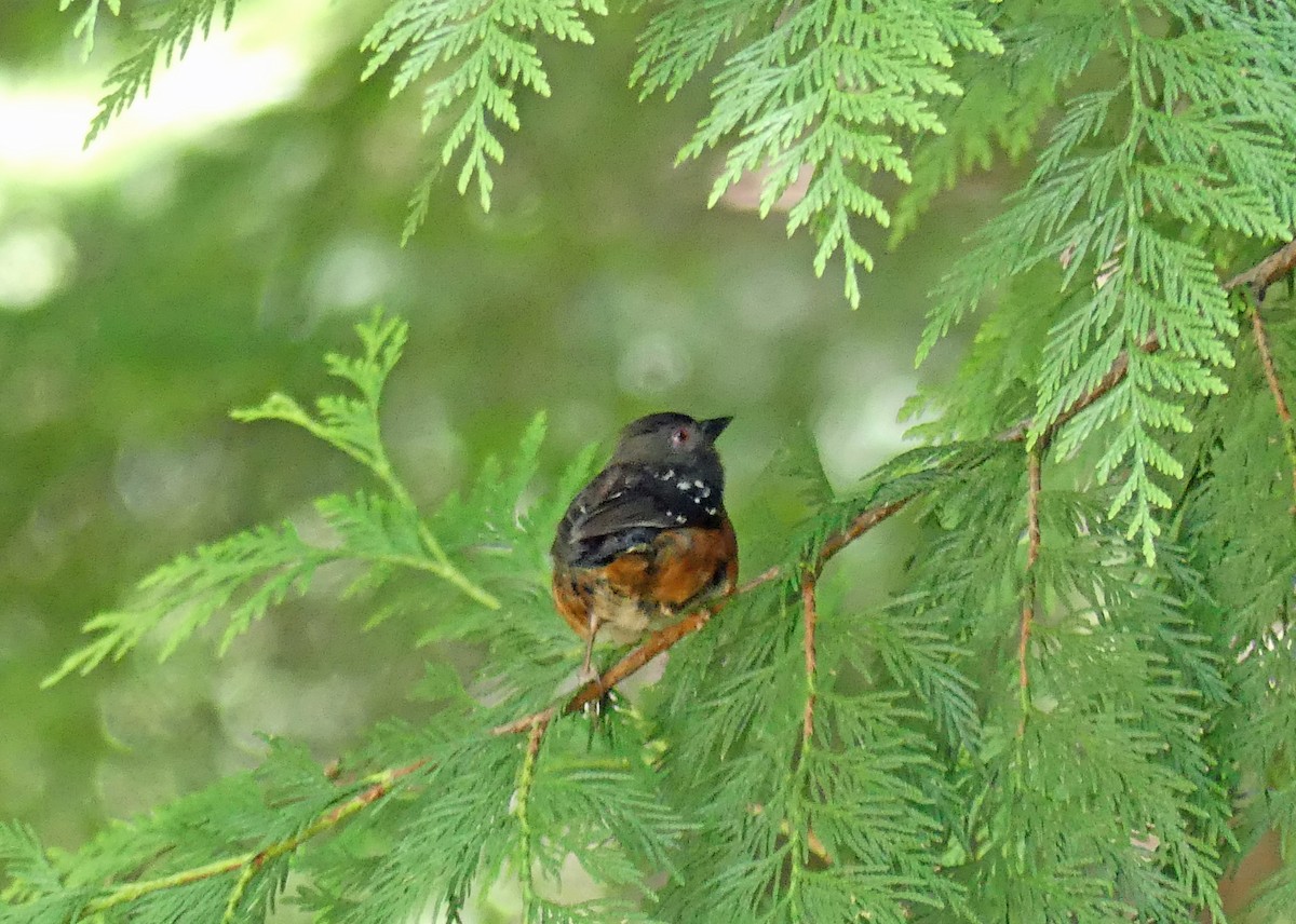Spotted Towhee - ML597402481