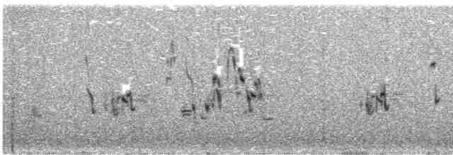 Plectrophane à ventre gris - ML597403081